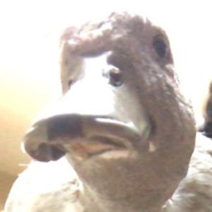 Meet your Posher, Eva